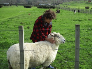 Sheep farm North Island New Zealand