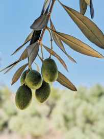 olive press